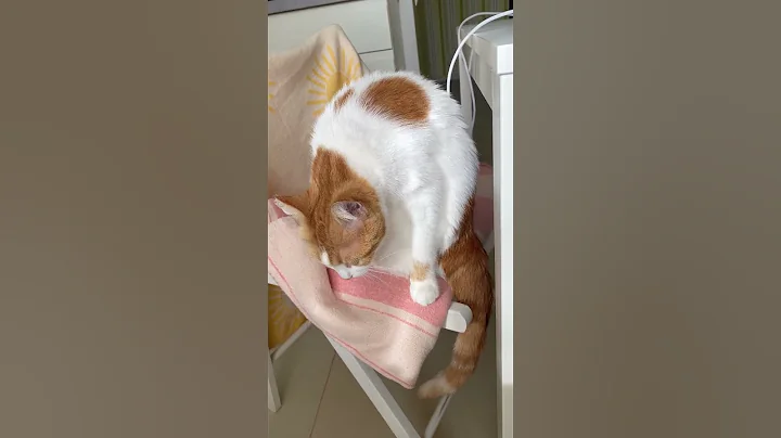 Watch the video about 😻Cat washing her face🏠🚰 #cat #funnycats #cute #cutecat