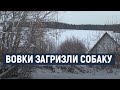 В одному із сіл Хмельниччини вовки загризли собаку