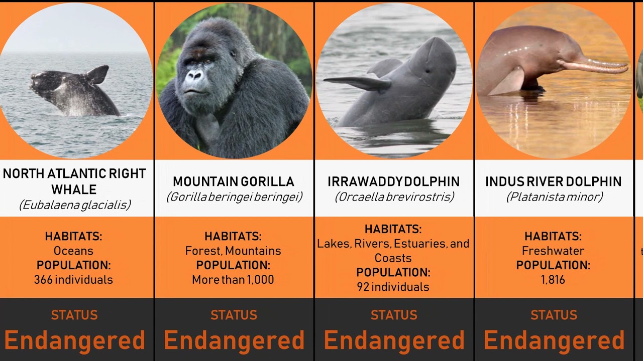 Comparison: Endangered Animals 2021