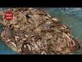 শিং মাছ চাষ করে শাহ আলমের ১৬ লক্ষ টাকা আয়, Scorpion Fish Farming