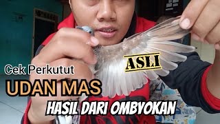 cek keaslian perkutut udan mas lokal, hasil dari ngombyok