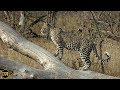 safariLIVE - Sunrise Safari - August 04, 2019