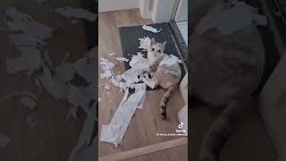 Grappige dieren filmpjes 7
