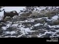 Ibex hunt gilgit pakistan 27-12-2018 mohammed javed