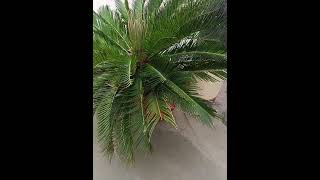 Cycus Tree