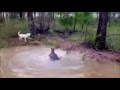 Funny kangaroo vs dog