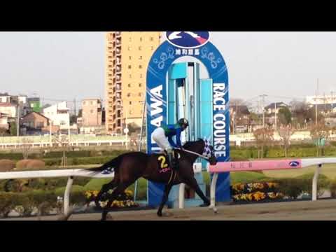 桜花賞☆返し馬☆トーセンガーネット