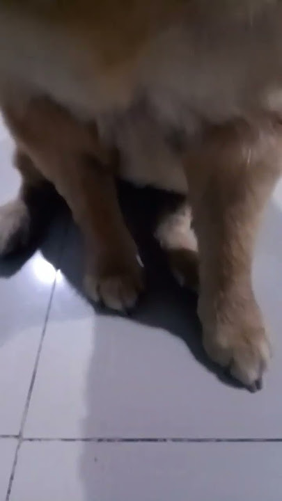 my dog is cute rate 1-20