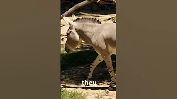 Horses And Donkeys Can Cross Breeds 