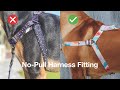 How to put on and fit your Stylish Hound No-Pull harness