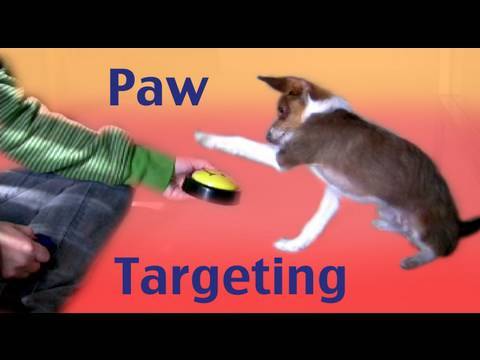 Dog Tricks: Paw Targeting