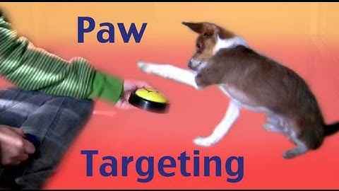 Dog Tricks: Paw Targeting