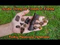 Fossil Hunting in Florida for Pleistocene Vertebrates | Scuba Diving | Tapir, Horse, Manatee, More
