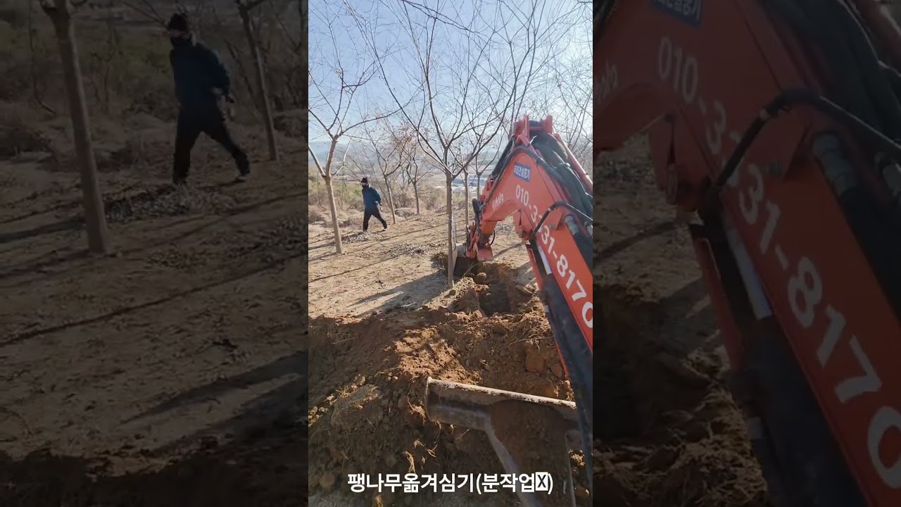 팽나무옮겨심기(분작업x)●구보다035●kx60●전주구보다●TP틸트링크