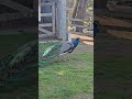 Wait until you see this peacock spread its feathers#viralvideo #viralshorts #nature #wildlife