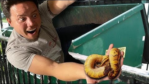 Rescued Ball Pythons