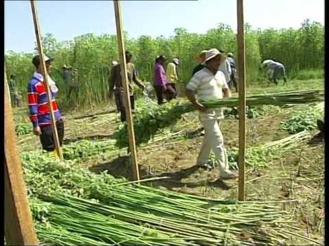 Video: Çfarë është kenaf në bujqësi?