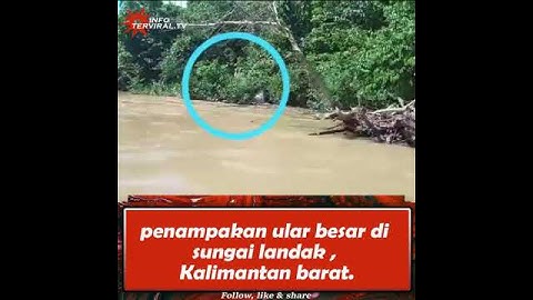 VIRAL BANGET ULAR KOBRA BESAR DI KALBAR - KALIMANTAN BARAT