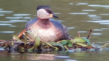 Digiscoping  Nature days in June