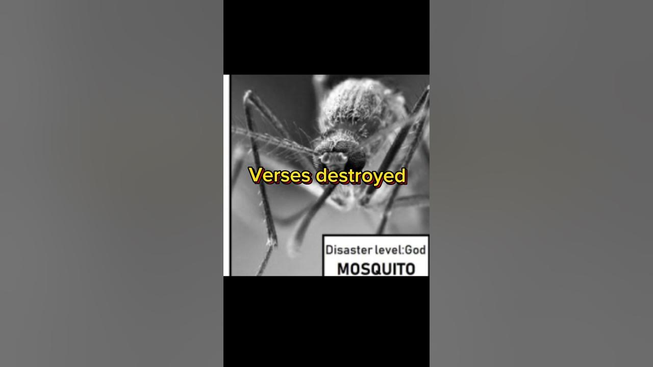 Mosquito versus mosquito - YouTube