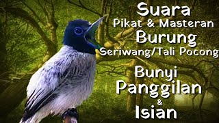 Suara Burung Seriwang Asia Gacor/Tali Pocong Unik & Langka || Untuk Pikat Pancingan & Masteran
