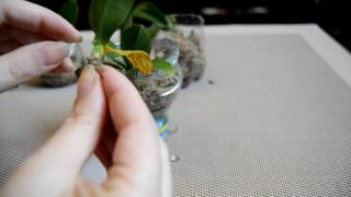 Детки орхидей . Растут корешки).(, 2016-10-12T17:32:13.000Z)