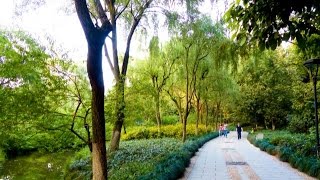 Summer Season - "Orioles Singing in the Willows" Hangzhou, Zhejiang, China (Kumar ELLAWALA)