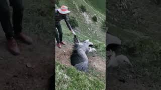 💢秃鹫被挂铁丝网 还好牧民及时解救 #animal 【跟着图尔去旅行】