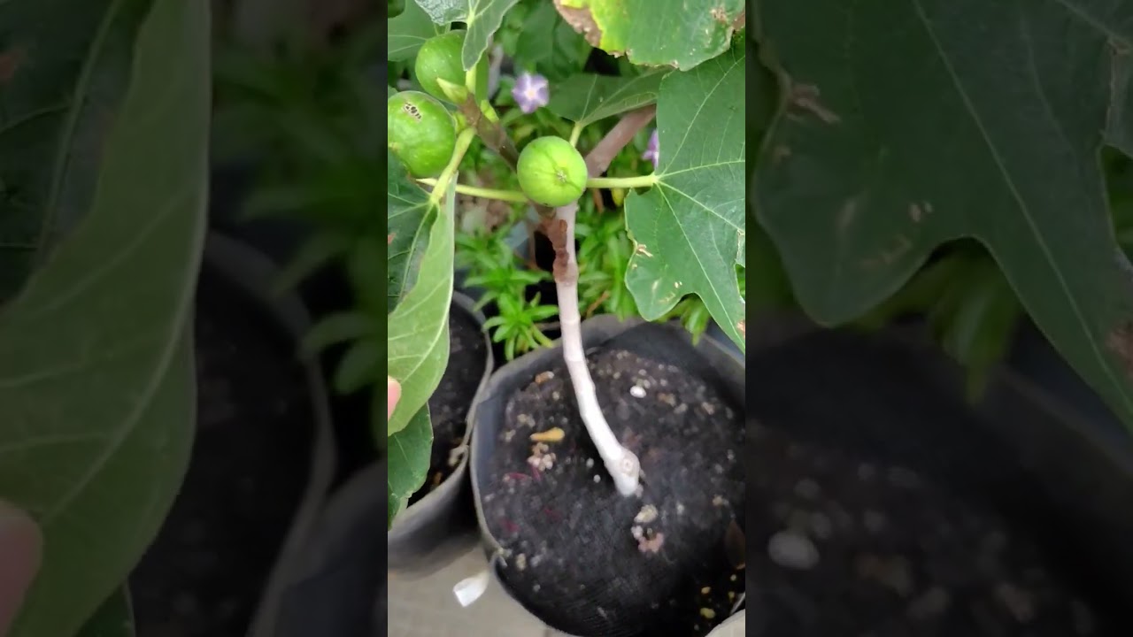 June 16, 2026☆Fig Cuttings Showcase and Plums❤️ - YouTube