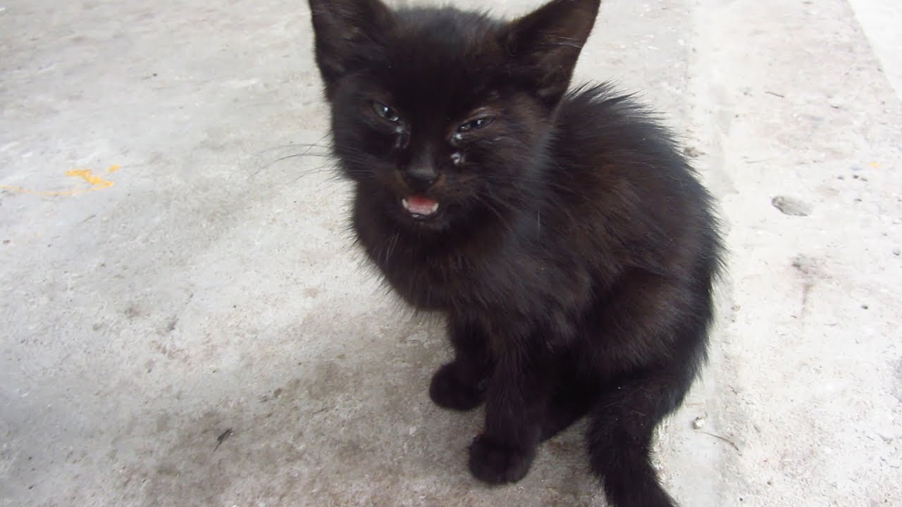 Black Kitten With White Cat Youtube