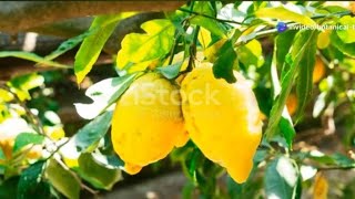 When Are My Lemons Ripe to Pick - How to Make Your Lemon Plant Produce More Fruit