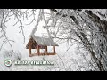 ПРИРОДА & МЕТЕЛЬ / Сильный Ветер и Снег / Blizzard Storm Sounds / Расслабляющие Звуки Природы