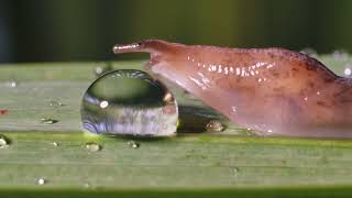 Slug vs water droplet #1 - UHD 4K
