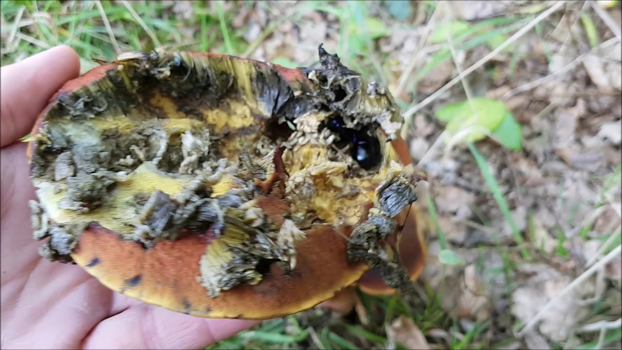 Naturnørd 39. Skovskarnbasse en af vores flotteste biller.