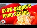 How to plant fresh bell pepper seeds