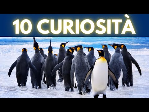 Video: Fatti interessanti sui pinguini. Pinguini dell'Antartide: descrizione