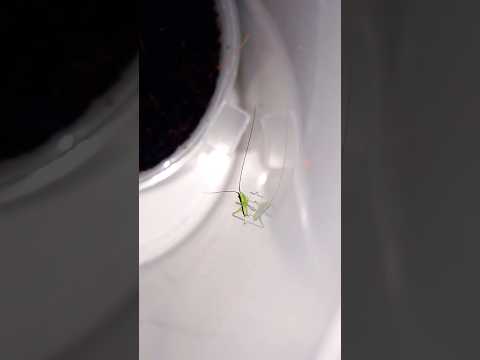 У меня вылупился кузнечик (I hatched a katydid).