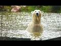 Les animaux de cerza le zoo xxl de normandie