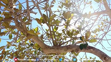 سورة الرعد ( 8 - 18 ) تلاوة بديعه للشيخ خليل عبدالرحمن القارئ رحمه الله