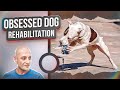 Obsessed dog rehabilitation