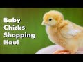 Baby Chicks Shopping Haul