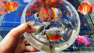 Colorful fish in the tank - Sharks, Bettas, Gourami fish, Koi fish, Goldfish