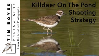 Killdeer On The Pond  --  Photography Strategy