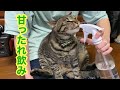 猫に水の飲ませ方がシュールだけどかわいい(唐草猫ムタさん)