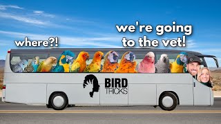 I found out what's wrong with ALL MY BIRDS at the vet! (Part 2) by BirdTricks 14,066 views 1 month ago 17 minutes