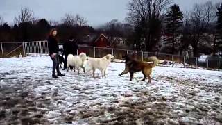 A day at the dog park in Trondheim by Grete Bakken 157 views 11 years ago 1 minute, 5 seconds
