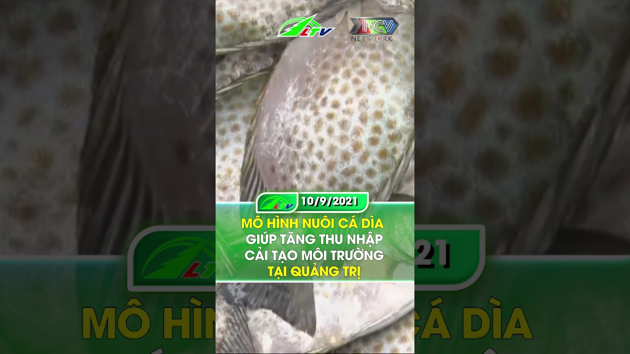 Thu tiền tỷ từ nuôi cá dìa