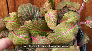 Fittonia Growing and Care Tips