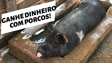 O que é necessário para criar porcos?