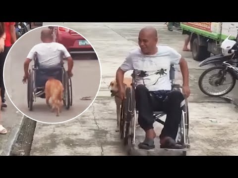 Pet Dog Pushes Disabled Owner In Wheelchair